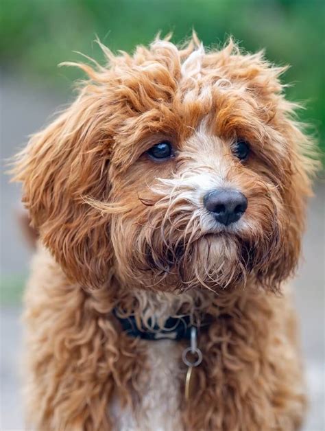 cabapo|Complete Cavapoo Guide: 6 Must Read Facts 